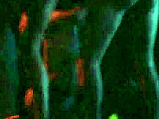 Pinar 6 at the argentinian bar