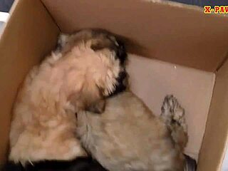 blonde lover fucked in pawn shop