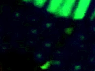 i watched the third part of yorgelis kent and erika schwarzenberg's venezuelan sex video