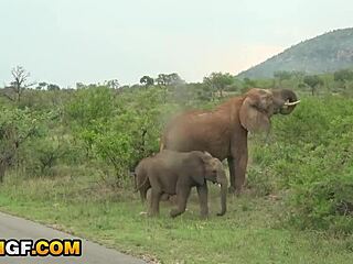 African Gf's Romantic Holiday Dick Sucking Tape in Gonzo Pov