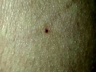 bretts impressive member in action