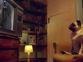 Amy Douxxx, that horny benefit monkey, gets me excited and we fuck on the sofa