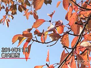 Wow, Japanese Heat in Action!