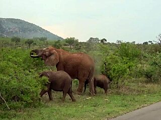 Horny black teen begs for white cock on safari POV 😍