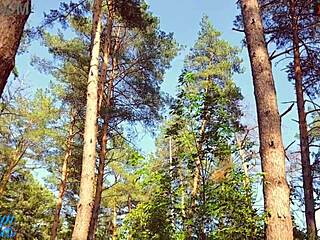 Couple Searches For Outdoor Spot To Cum In Panties