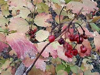 our autumn sex in a hut was pure lesbian magic!