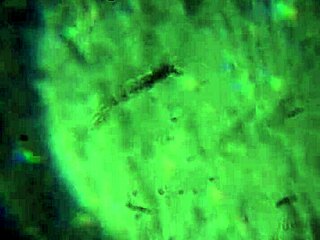 Here's More Of My Cum, Will It Be Enough To Get You Pregnant?