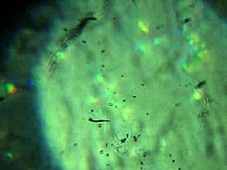 Here's More Of My Cum, Will It Be Enough To Get You Pregnant?