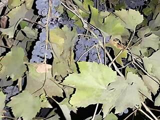 neighbor thanks with grapes in russian homemade video