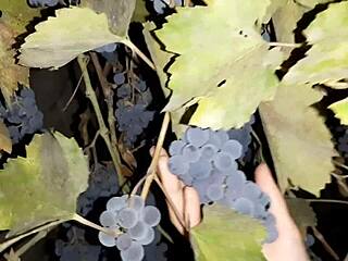 neighbor thanks with grapes in russian homemade video
