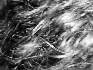 Rhonda BJ Queen Passionately Sucks Cum From Nuts With Intense Deepthroat And Rimjob Action