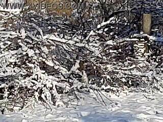 Risky outdoor solo jerk off session in public park reaching intense orgasm