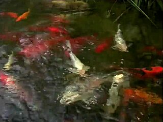 I dive into muff with that blonde coed, riding cowgirl before deep cunilingus and cum on tits.