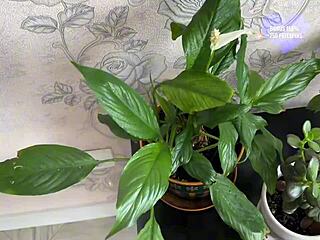 i love watching this real homemade sex of a horny married couple