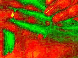 exotic bluee shows horny pleasure face as brunette colombian babe gets pussy licked solo