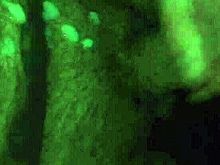 i'm stroking my monster cock hard until i explode everywhere