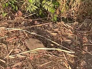 outside on the ranch, this shy ebony babe gets bent over for rough doggystyle in a quickie threesome with big black cocks