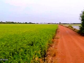 young couples doin sex in rice field