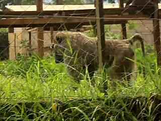 Huge Cock Fills Tourist's Mouth and Tight Ass in Public Park