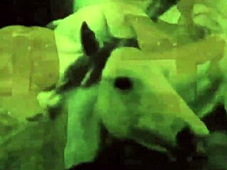 vintage milf reveals hairy pussy in erotic silent retro tale