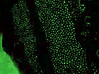 Jennifer White Milf Cumpilation Creampies Facials and Anal Rides